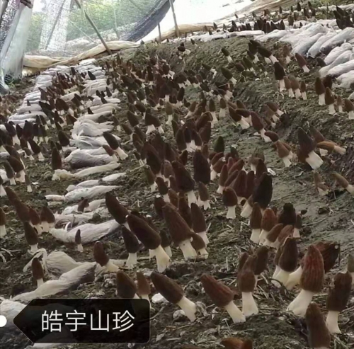 &#31859;&#20848;&#32593;&#39029;&#29256;&#45;&#31859;&#20848;&#40;&#20013;&#22269;&#41;